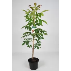 Juglans regia ROBERT LIVERMORE