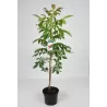 Juglans regia ROBERT LIVERMORE