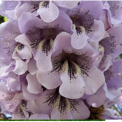 Katalpalapė paulovnija - Paulownia catalpifolia