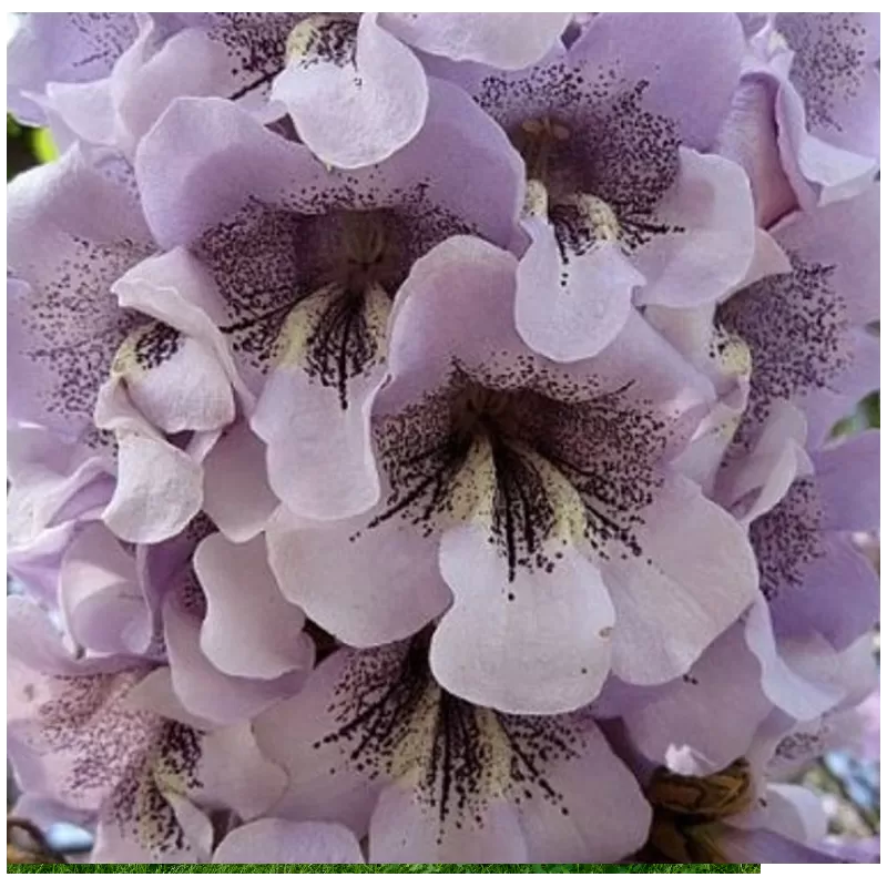 Paulownia catalpifolia