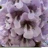 Paulownia catalpifolia