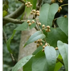 Paulownia catalpifolia