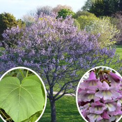 Fortūno paulovnija - Paulownia fortunei
