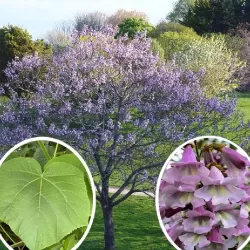 Paulownia fortunei
