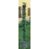 Koloninė vyšnia - Prunus cerasus JACHIM