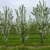 Prunus cerasus JACHIM