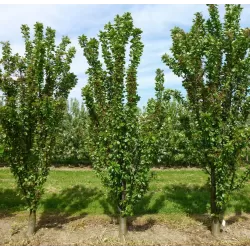 Koloninė vyšnia - Prunus cerasus JACHIM