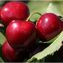 Koloninė vyšnia - Prunus cerasus JACHIM