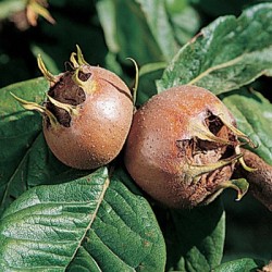 Baltažiedė šliandra - Mespilus germanica STAMBIAVAISĖ