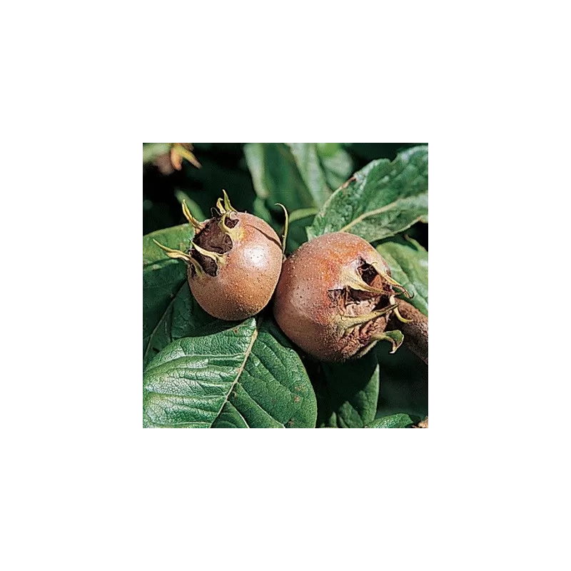 Baltažiedė šliandra - Mespilus germanica