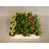 Storalapių (crassula) rinkinys p5 x20