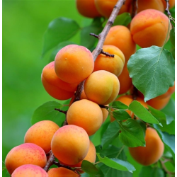 Koloninis abrikosas - Prunus armeniaca SOMO