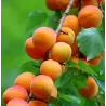Koloninis abrikosas - Prunus armeniaca SOMO