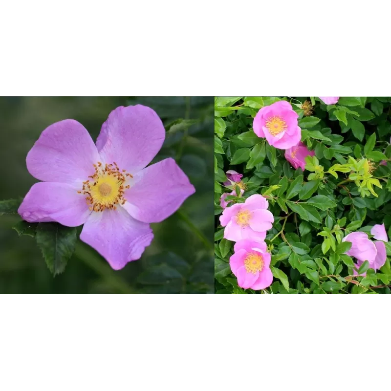 Rožių krūmai internetu su pristatymu į namus