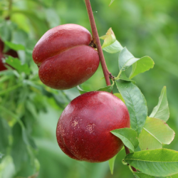 Prunus persica nucipersica FANTASIA