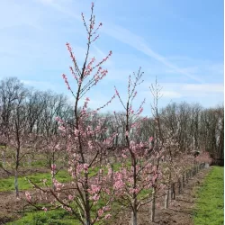 Prunus persica nucipersica FANTASIA