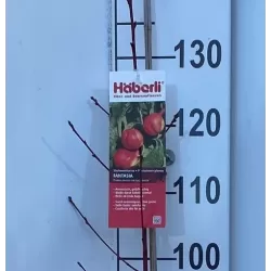 Persikai ir nektarinai internetu su pristatymu į namus