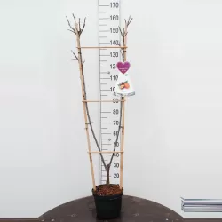 Prunus avium DUO: Biggareau Napoleon + Schwarze Knorpelkirsche