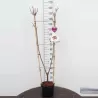 Giminės trešnė - Prunus avium DUO: Biggareau Napoleon + Schwarze Knorpelkirsche