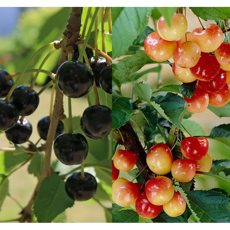 Prunus avium DUO: Biggareau Napoleon + Schwarze Knorpelkirsche