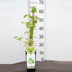 Smailialapė aktinidija - Actinidia arguta NOSTINO (VYR.)