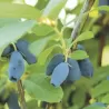 Valgomasis sausmedis - Lonicera caerulea MAITOP