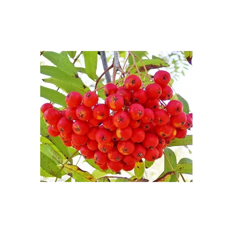 Šermukšnis - Sorbus ausuparia EDULIS