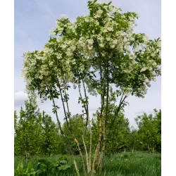Kolchidinis lekėčius - Staphylea colchica