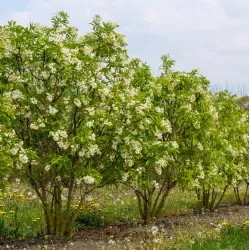 Kolchidinis lekėčius - Staphylea colchica