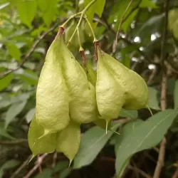Kolchidinis lekėčius - Staphylea colchica