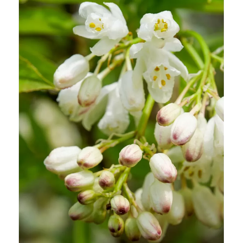 Kolchidinis lekėčius - Staphylea colchica