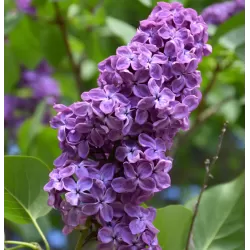 Hiacintinės alyvos - Syringa hyacinthiflora POCAHONTAS