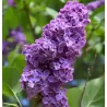 Hiacintinės alyvos - Syringa hyacinthiflora POCAHONTAS