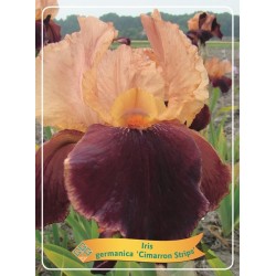Iris germanica Cimarron Strips P11 (užsakius iš rudens 8 vnt. + 2 vnt. dovanų)  Creme/bruin