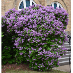 Hiacintinės alyvos - Syringa hyacinthiflora POCAHONTAS