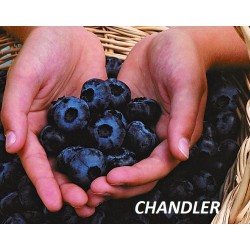 Aukštoji šilauogė (vid. vėl. - vėlyva)  - Vaccinium corymbosum CHANDLER