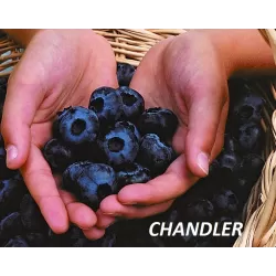 Aukštoji šilauogė (vid. vėl. - vėlyva) - Vaccinium corymbosum CHANDLER