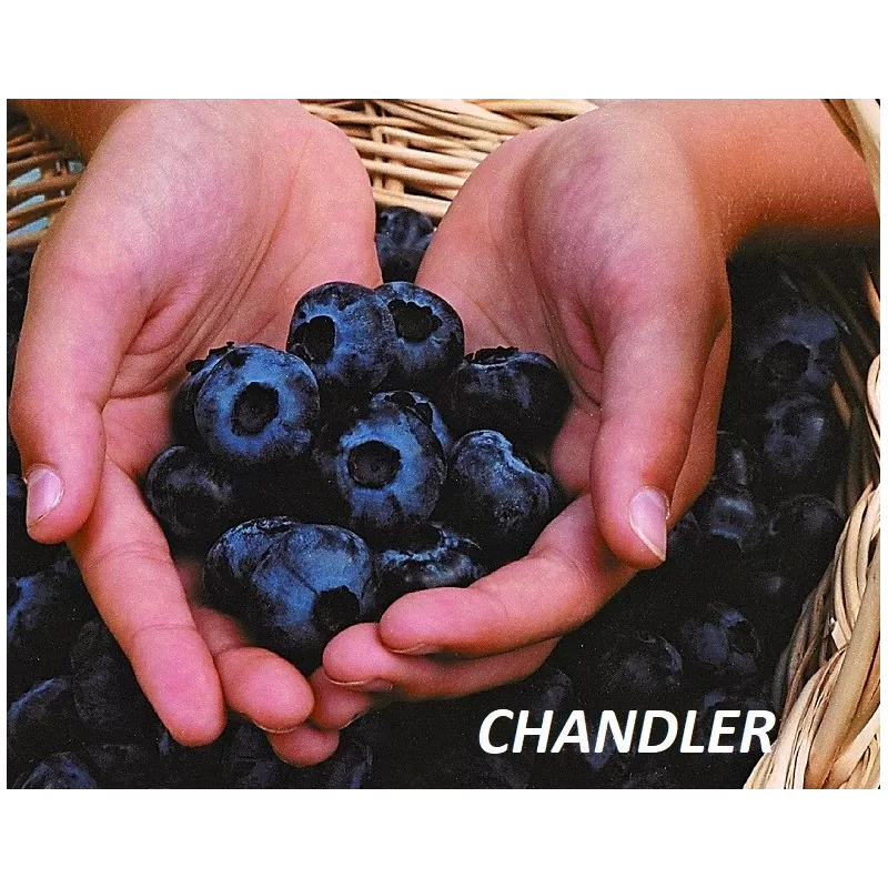 Aukštoji šilauogė (vid. vėl. - vėlyva) - Vaccinium corymbosum CHANDLER