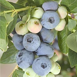 Vaccinium corymbosum DARROW