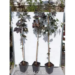 Paprastasis klevas - Acer platanoides ROYAL RED