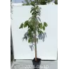 Virgininis (amerikinis) juodmedis (persimonas) - Diospyros virginiana