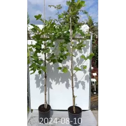 London plane tree - Platanus x acerifolia (hispanica)