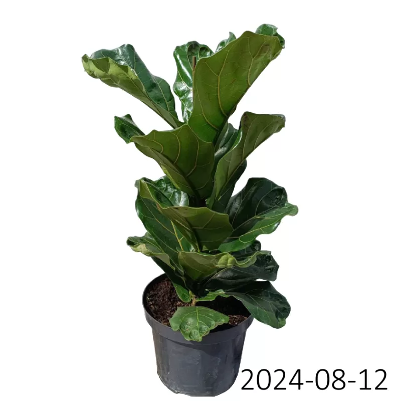 Lyralapis fikusas - Ficus lyrata