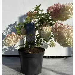 Šluotelinė hortenzija - Hydrangea paniculata STRAWBERRY BLOSSOM