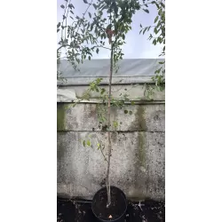 Lamarko medlieva - Amelanchier lamarckii