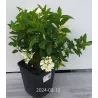 Šluotelinė hortenzija - Hydrangea paniculata Living LITTLE BLOSSOM