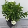 Šluotelinė hortenzija - Hydrangea paniculata Living LITTLE BLOSSOM