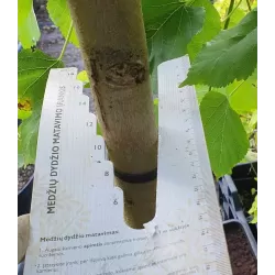 Medžiai vazonuose ir su šaknų gumulu - atsiėmimas medelyne Vitaflora