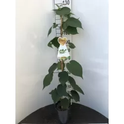 E-medelynas internete: vaismedžiai ir vaiskrūmiai