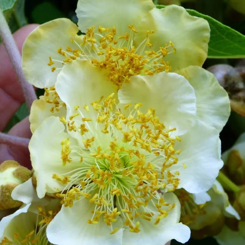 E-medelynas internete: vaismedžiai ir vaiskrūmiai